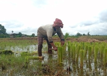 Dukung Program Nasional, Pemprov Kalsel Siap Sukseskan Cetak Sawah 2026