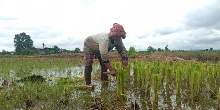Dukung Program Nasional, Pemprov Kalsel Siap Sukseskan Cetak Sawah 2026