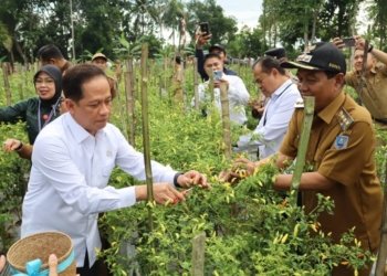 Panen Cabai di HSS, Wamenko Pangan Dorong Pengendalian Inflasi Daerah