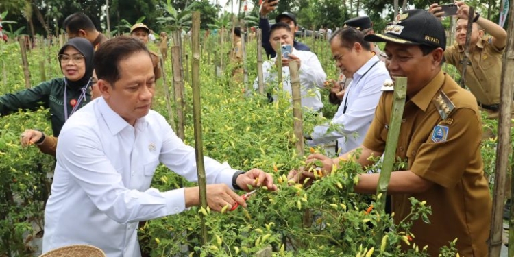 Panen Cabai di HSS, Wamenko Pangan Dorong Pengendalian Inflasi Daerah