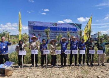 Panen Padi Apung di Tapin Capai 6,5 Ton per Hektare, Bukti Potensi Lahan Rawa