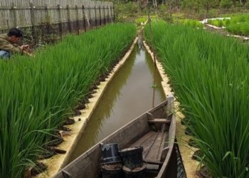 Padi Apung di Kabupaten Banjar Belum Diminati, Modal Tinggi dan Serangan Hama Jadi Tantangan Utama