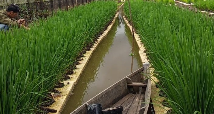 Padi Apung di Kabupaten Banjar Belum Diminati, Modal Tinggi dan Serangan Hama Jadi Tantangan Utama