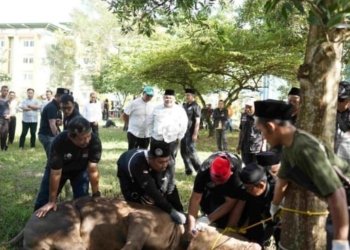 UIN Raden Intan Lampung Sembelih 19 Hewan Kurban, Wujud Kepedulian untuk Masyarakat