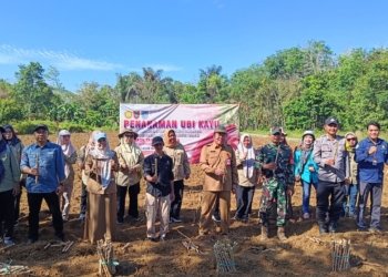 Distan Banjar Kembangkan Ubi Kayu Kristal Batollaku, Siap Jadi Pangan Alternatif dan Sumber Penghasilan Petani