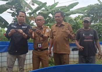 Panen Perdana Ikan Papuyu di Kolam Bundar, Warga Lok Baintan Luar Buktikan Budidaya Ikan Lokal Bernilai Tinggi
