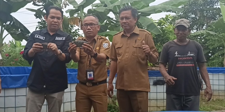 Panen Perdana Ikan Papuyu di Kolam Bundar, Warga Lok Baintan Luar Buktikan Budidaya Ikan Lokal Bernilai Tinggi