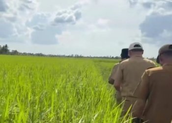 Legislator ini Sambut Baik Panen Raya Padi di Kapuas Kuala, Dukung Program Swasembada Pangan