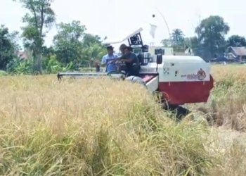 Panen Raya Perdana di Gambut Capai 5,5 Ton per Hektare, Pemkab Banjar Percepat Tanam Kedua Demi Swasembada Pangan