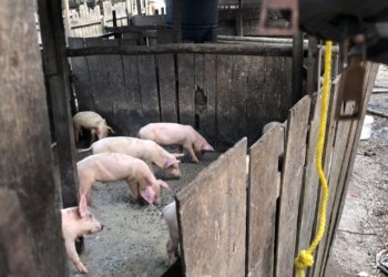 Peternakan Babi Dikeluhkan Warga, Pemkot Banjarbaru Tegaskan Aturan Perda