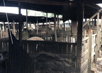 Tim Gabungan Cek Izin Lingkungan dan Pengelolaan Limbah Peternakan Babi di Banjarbaru