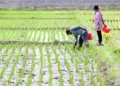 DPKP Kalsel Siapkan Mitigasi Hadapi Kemarau, Ribuan Hektare Sawah Mulai Terdampak Kekeringan