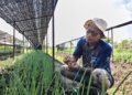 Jeritan Dadi Ditengah Kemarau