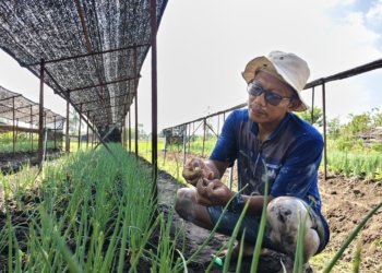 Jeritan Dadi Ditengah Kemarau