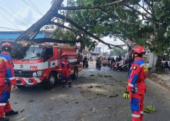Tiga Pohon Tumbang dalam Sehari, Tim Rescue DPKP Kabupaten Banjar Bergerak Cepat Amankan Akses Jalan