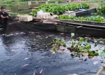 Waspadai Dampak Kemarau, Dinas Ketahanan Pangan dan Perikanan Banjar Pantau Keramba Jala Apung di Mali-Mali dan Sungai Arfat