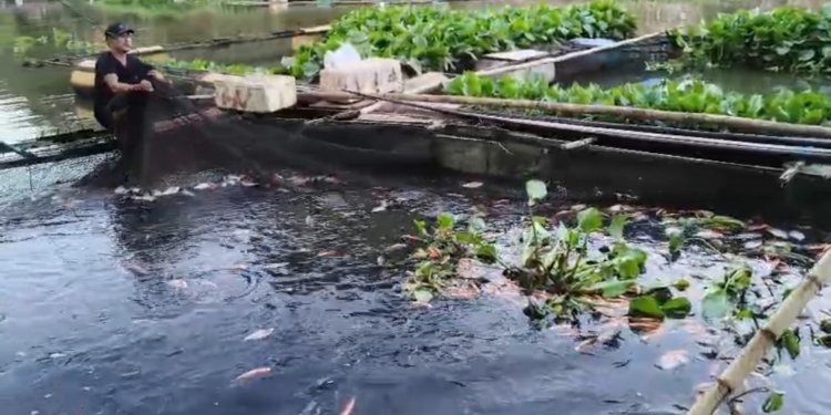 Waspadai Dampak Kemarau, Dinas Ketahanan Pangan dan Perikanan Banjar Pantau Keramba Jala Apung di Mali-Mali dan Sungai Arfat