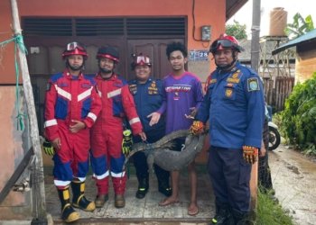Heboh! Biawak Masuk Halaman Rumah Warga di Martapura, Tim Animal Rescue Damkar Banjar Bergerak Cepat