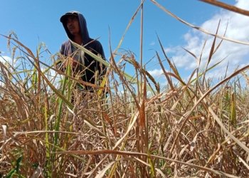6.691 Hektare Sawah di Kalsel Terdampak Kekeringan, BPTPH Perkuat Mitigasi