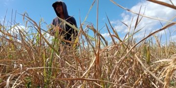 6.691 Hektare Sawah di Kalsel Terdampak Kekeringan, BPTPH Perkuat Mitigasi