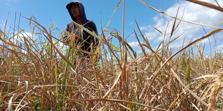 6.691 Hektare Sawah di Kalsel Terdampak Kekeringan, BPTPH Perkuat Mitigasi