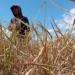 6.691 Hektare Sawah di Kalsel Terdampak Kekeringan, BPTPH Perkuat Mitigasi