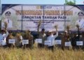 Panen Padi di Beruntung Baru, Bupati Banjar Tegaskan Komitmen Perkuat Ketahanan Pangan Nasional