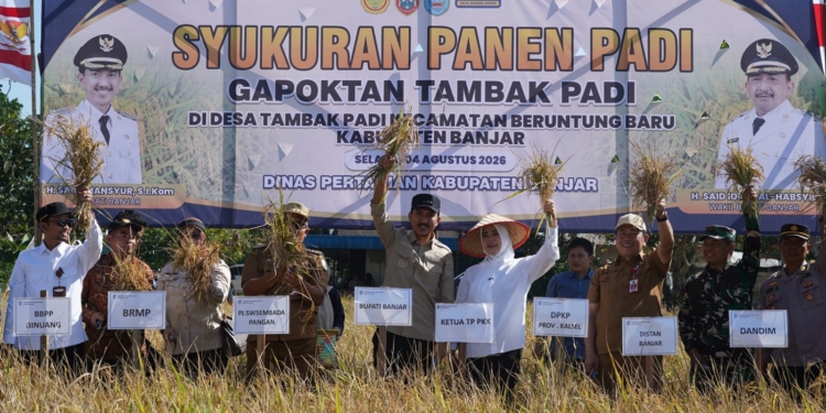 Panen Padi di Beruntung Baru, Bupati Banjar Tegaskan Komitmen Perkuat Ketahanan Pangan Nasional