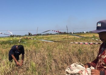 Musim Kemarau dan Serangan Penyakit Pangkas Hasil Panen Padi Petani di Palam