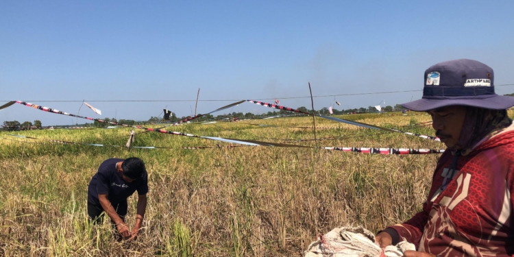 Musim Kemarau dan Serangan Penyakit Pangkas Hasil Panen Padi Petani di Palam
