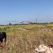Musim Kemarau dan Serangan Penyakit Pangkas Hasil Panen Padi Petani di Palam