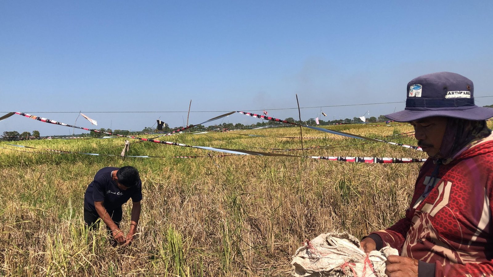 Musim Kemarau dan Serangan Penyakit Pangkas Hasil Panen Padi Petani di Palam