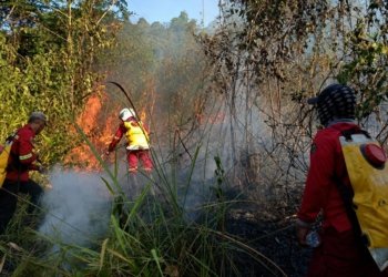 Karhutla Tahura Sultan Adam Berhasil Dipadamkan, Dishut Kalsel Kerahkan Water Bombing