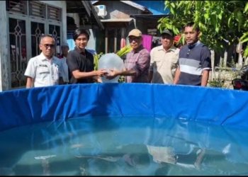 Borneo Aquaculture Terima 6.000 Bibit Papuyu, Dorong Pemuda Desa Jawa Laut Kembangkan Ekonomi Produktif