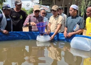 Bantuan Budidaya Papuyu Disalurkan ke 10 Kelompok di Kabupaten Banjar