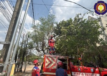 Pohon Tumbang Tutup Akses Jalan di Martapura, Tim Rescue Damkar Banjar Bergerak Cepat