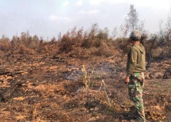 Siapkan Kebun untuk Masa Pensiun, Puluhan Pohon Rambutan dan Limau Bambang Ludes Terbakar