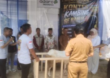 DPRD Balangan Dorong Kontes Kambing Jadi Agenda Rutin, Peternakan Diharap Naik Kelas
