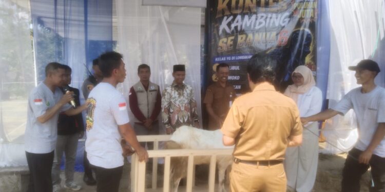DPRD Balangan Dorong Kontes Kambing Jadi Agenda Rutin, Peternakan Diharap Naik Kelas