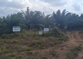 5.000 Hektare Kawasan Hutan Jorong – Panyipatan Ditanami Sawit, Inhutani Masih Tunggu Kebijakan Pemerintah