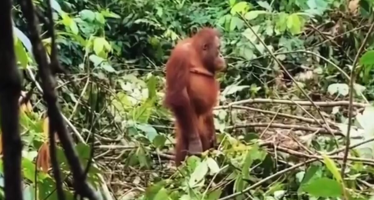 Video: Orang Utan Terdiam Liat Dua Alat Berat Robohkan Pohon
