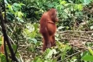 Video: Orang Utan Terdiam Liat Dua Alat Berat Robohkan Pohon