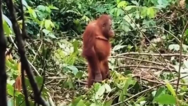 Video: Orang Utan Terdiam Liat Dua Alat Berat Robohkan Pohon