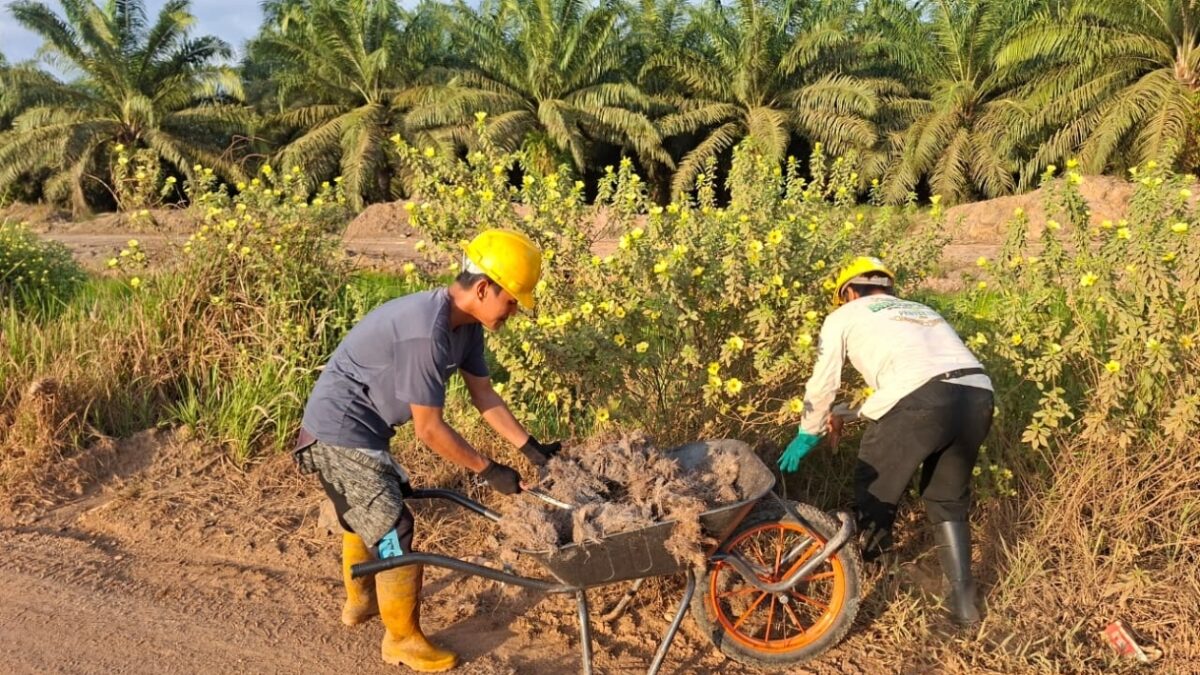 Fakta Dibalik Bunga Pukul Delapan Kebun Sawit