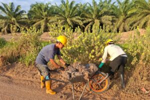 Fakta Dibalik Bunga Pukul Delapan Kebun Sawit