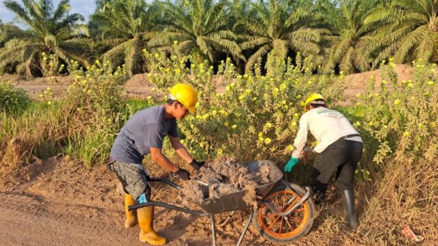 Fakta Dibalik Bunga Pukul Delapan Kebun Sawit