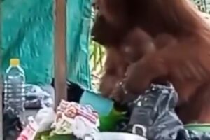 VIDEO: Miris! Orangutan Masuk Permukiman Warga Cari Makan