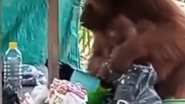 VIDEO: Miris! Orangutan Masuk Permukiman Warga Cari Makan
